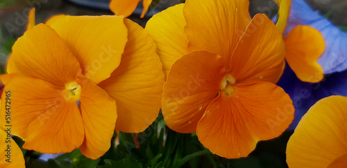 California golden violet in a flowerbox in Edinburgh