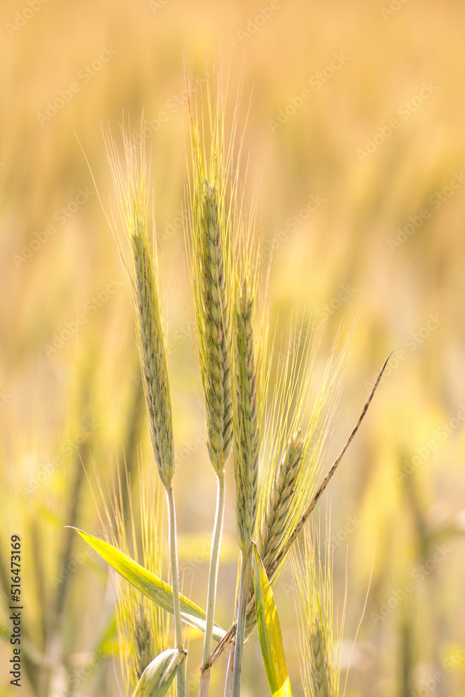 Ears of wheat against the background of other ears of wheat Ears of wheat against the background of other ears of wheat