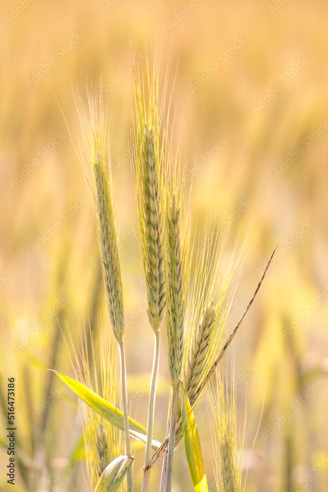 Ears of wheat against the background of other ears of wheat Ears of wheat against the background of other ears of wheat