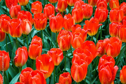 Fiery red and yellow tulips    in a Dutch garden