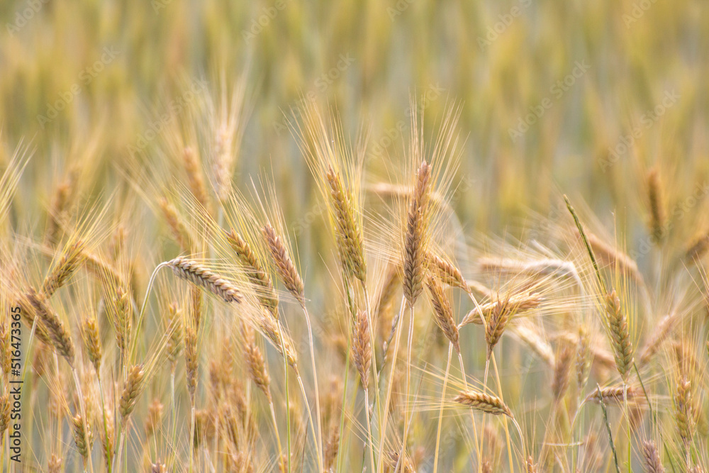 Ears of wheat against the background of other ears of wheat Ears of wheat against the background of other ears of wheat