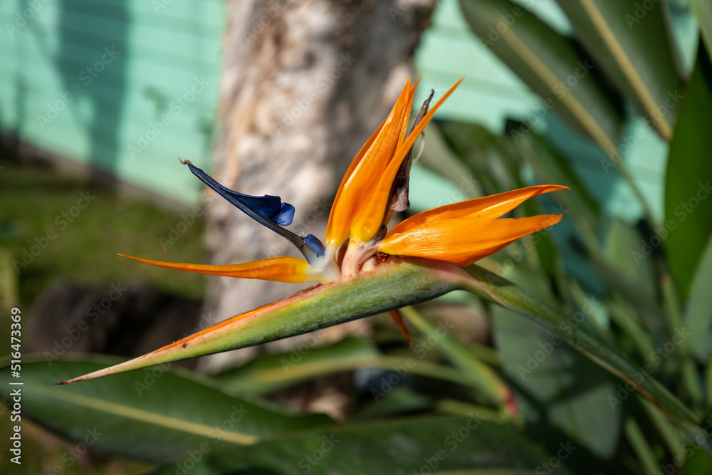 Obraz premium Orange , Green , and Blue Bird of Paradise Flower for a Template or Cover Photograph.