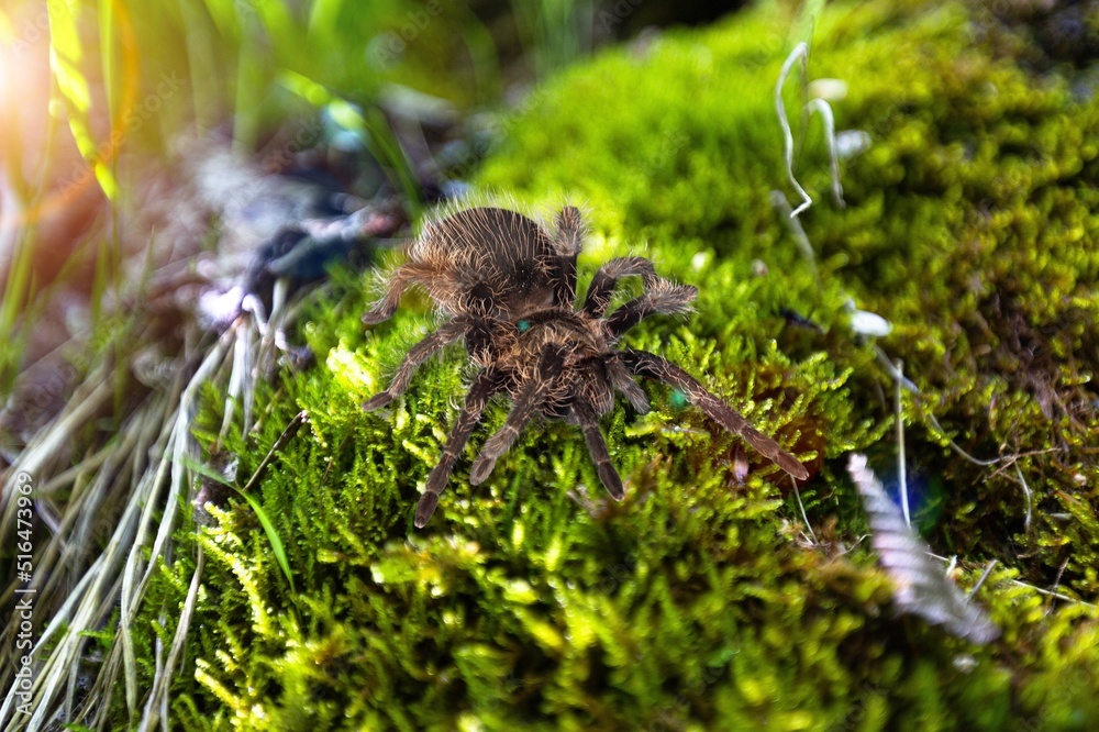 Fototapeta premium Wild spider, cute and shining spider in a green leaf.