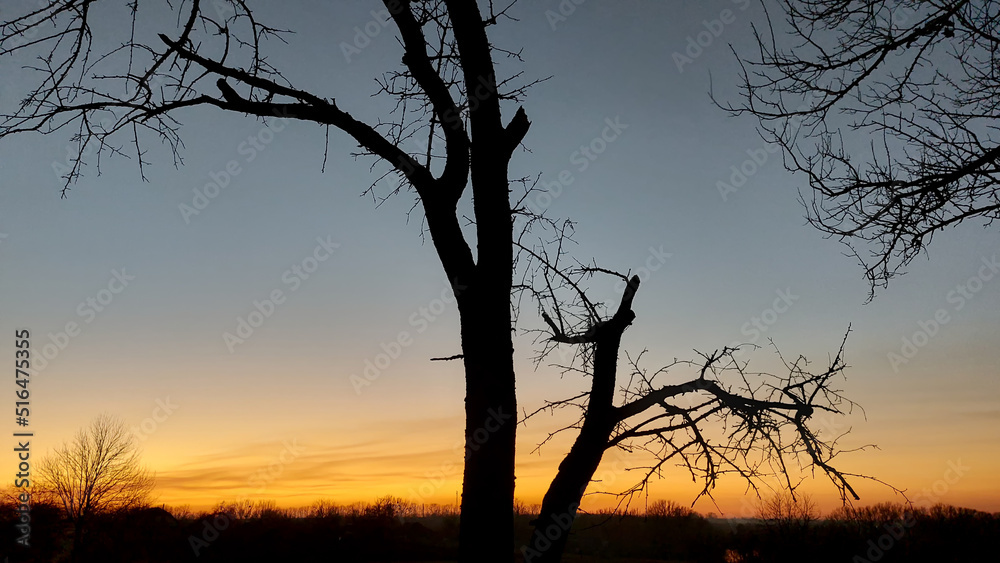 Spring, the silhouette of an old huge cherry tree without leaves against the background of a dry evening sky color image. Spring, the silhouette of an old huge cherry tree without leaves against the background of a dry evening sky color image.