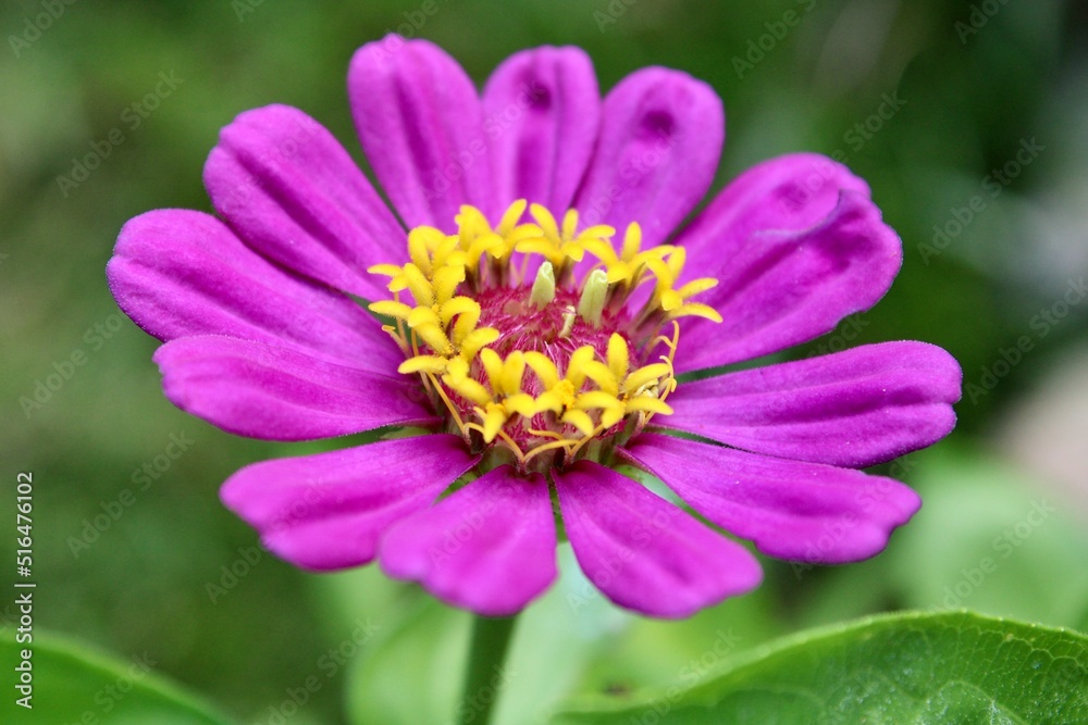 Purple Zinnia Flower 