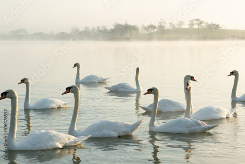 group of white swan