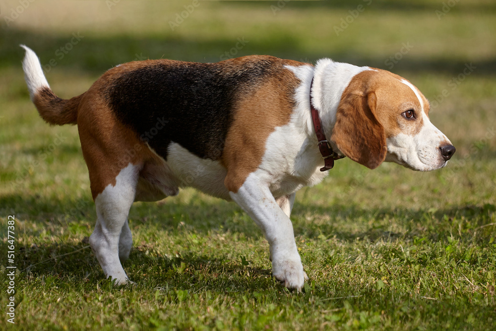 charming beagle dog on the street in summer charming beagle dog on the street in summer