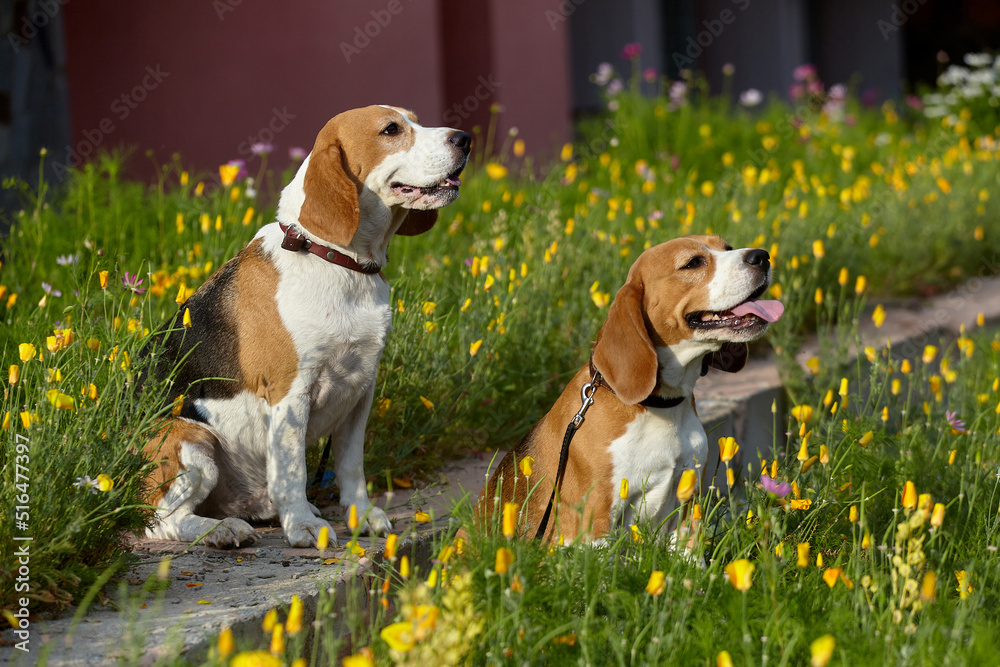 two beagle dogs in summer among flowers two beagle dogs in summer among flowers
