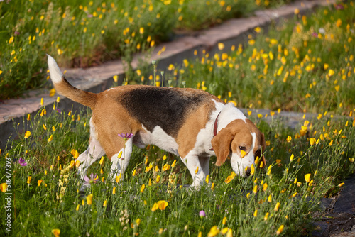 charming beagle dog in summer among flowers