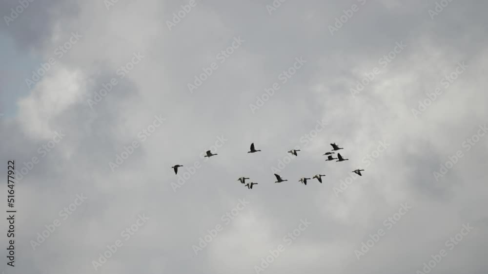 A flock of the wild geese in the sky. Slow-motion. A flock of the wild geese in the sky. Slow-motion.