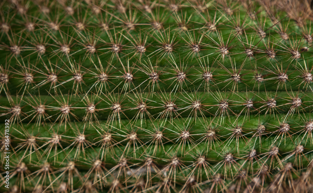 Green Cactus thorns texture background.