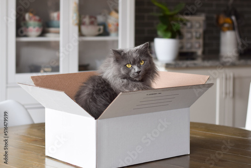 Cute fluffy grey cat sitting inside cardboard box on kitchen table