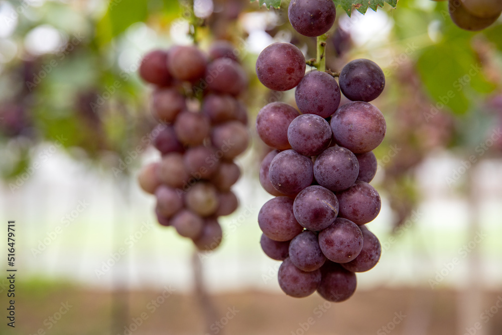 Fresh grapes ripe for picking in a grape shed