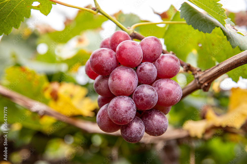 Fresh grapes ripe for picking in a grape shed