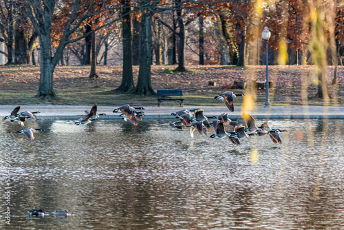 ducks on the lake flying photo
