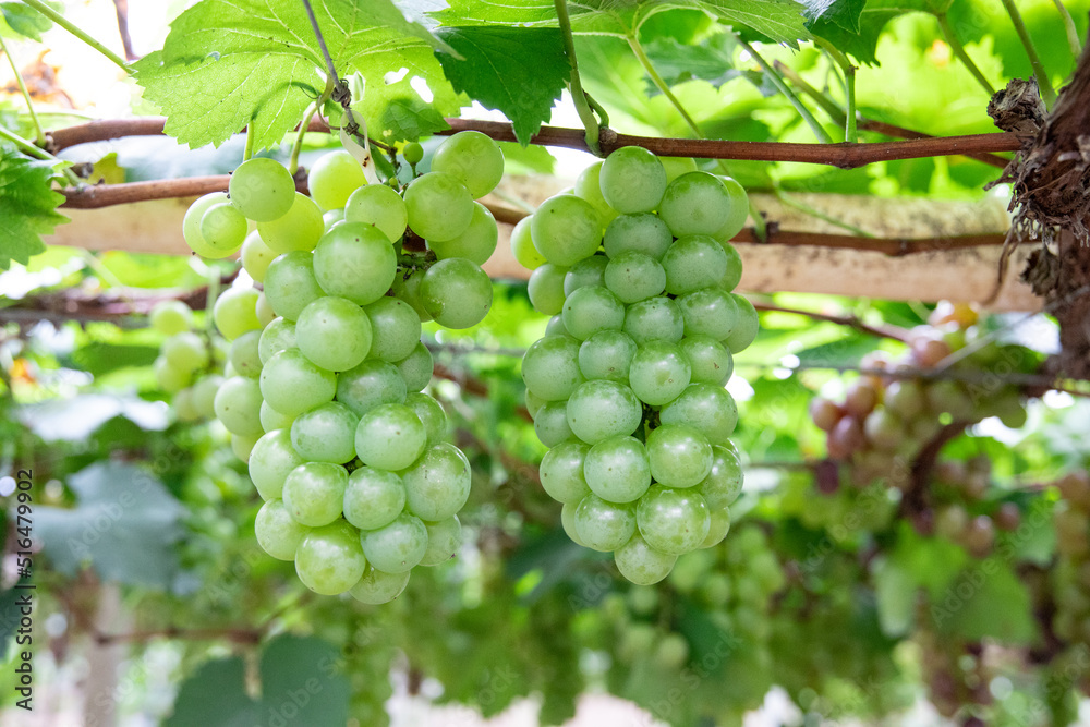 Fresh grapes ripe for picking in a grape shed Fresh grapes ripe for picking in a grape shed