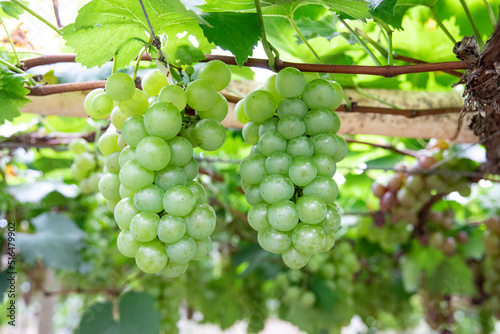 Wallpaper Mural Fresh grapes ripe for picking in a grape shed Torontodigital.ca