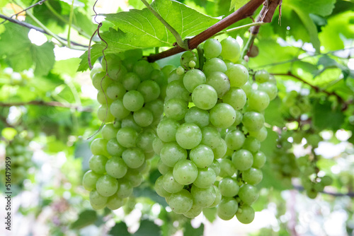 Fresh grapes ripe for picking in a grape shed