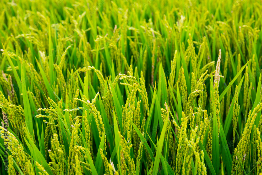 Fototapeta premium Picture of rgreen ice field in summer summer day, Spain