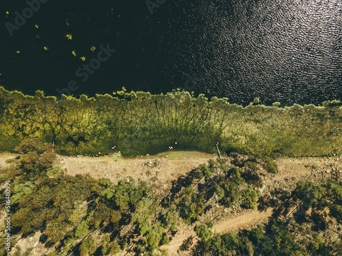cenital de borde de laguna con algas y arboles vista de drone