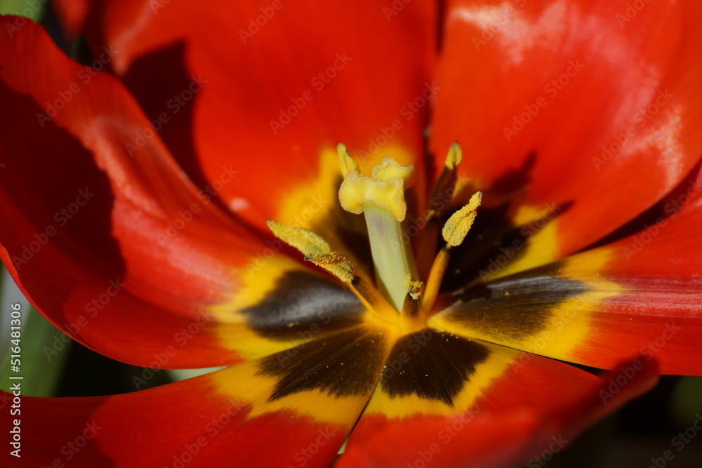 Makro-Aufnahme. Das Innere einer Blüte einer weit geöffneten Tulpe. Die Blütenblätter sind rot im Sonnenlicht. Stempel und Staubgefäße sind klar ersichtlich. Makro-Aufnahme. Das Innere einer Blüte einer weit geöffneten Tulpe. Die Blütenblätter sind rot im Sonnenlicht. Stempel und Staubgefäße sind klar ersichtlich.