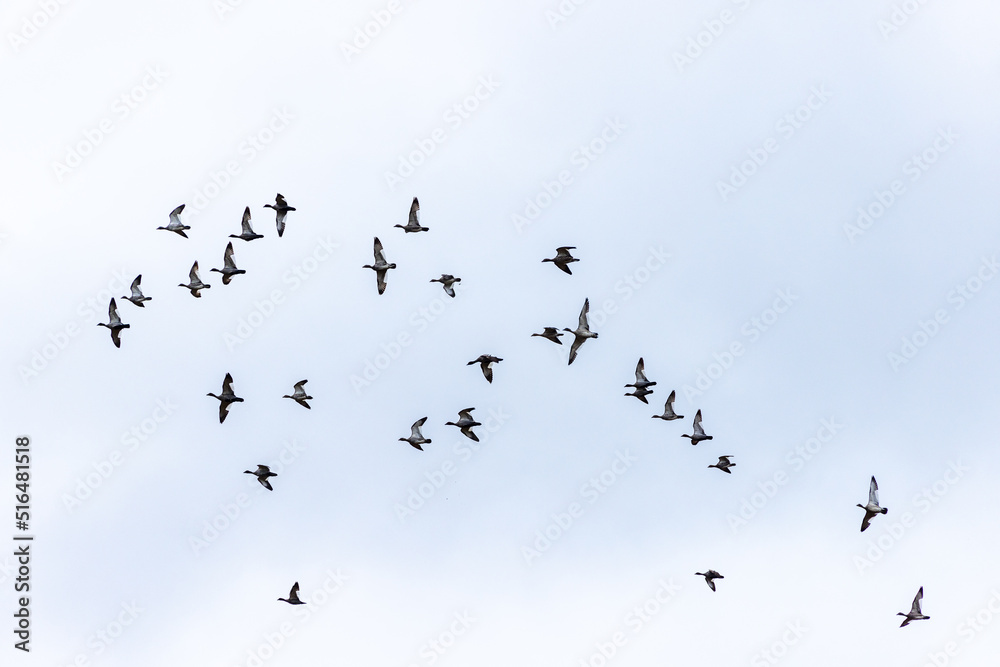 A flock of Wood Ducks in flight in Victoria, Australia. A flock of Wood Ducks in flight in Victoria, Australia.