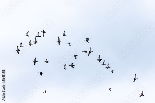 A flock of Wood Ducks in flight in Victoria, Australia.