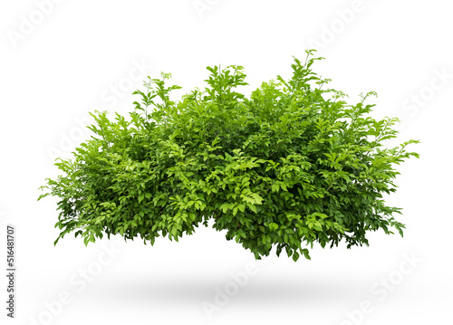 Tropical plant flower bush shrub tree isolated on white background with clipping path photo