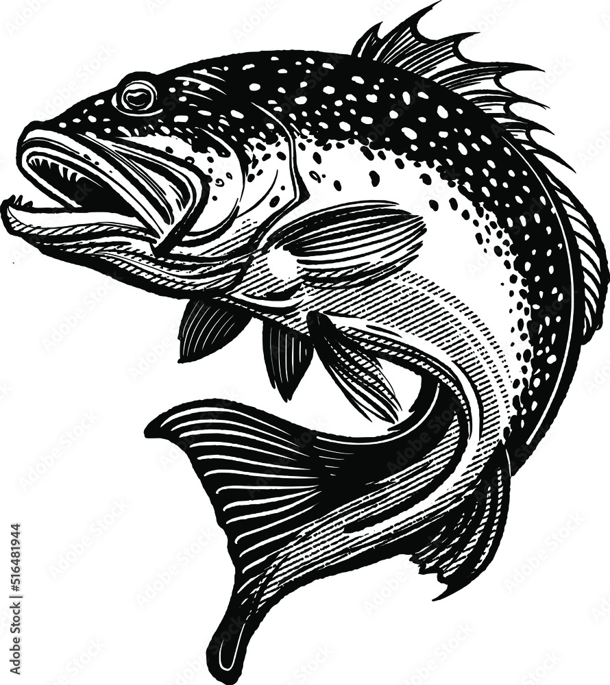 sketch of Australian coral trout fish in water Stock Vector Adobe Stock