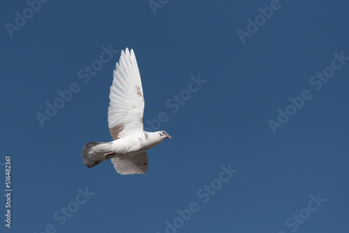 White dove flying in the blue sky.