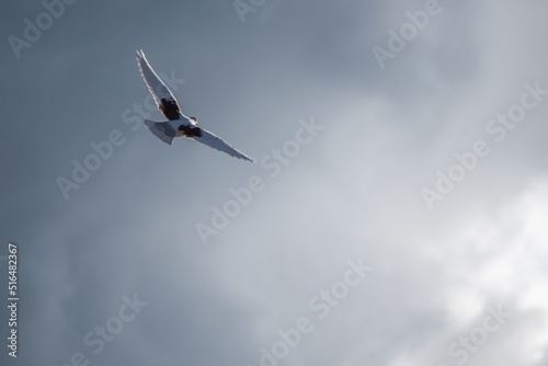 White dove flying in the blue sky.