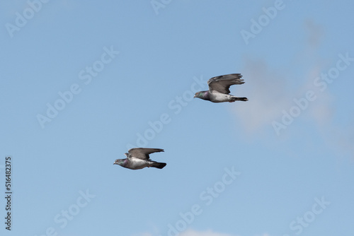 Two pigeons flying together and synchronously in the blue sky.