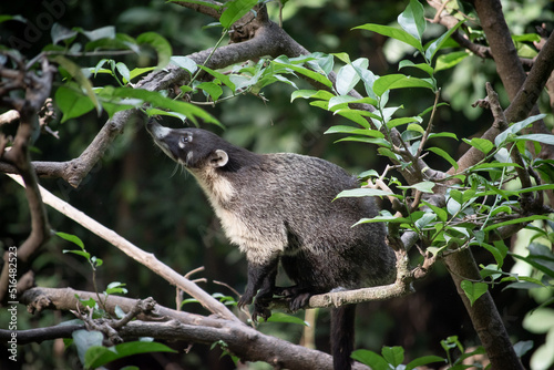 Mexican coati marsupial among jungle vegetation.