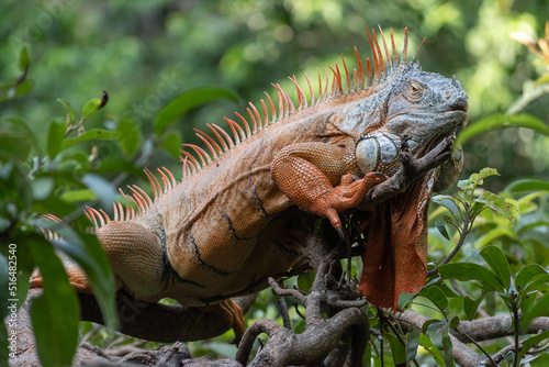 Red iguana standing on branches in the middle of the mexican jungle. 