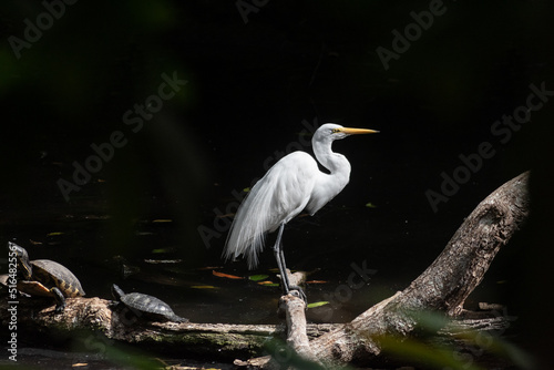 Beautiful white heron standing on a log next to two turtles.