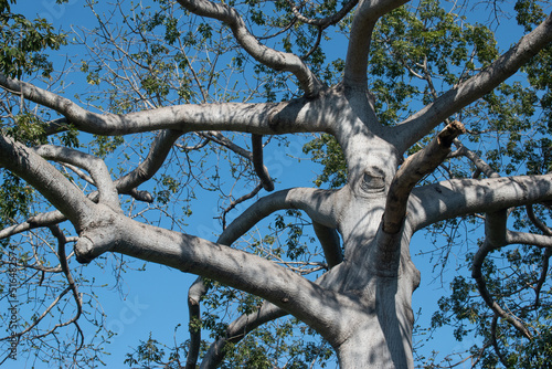 Ceiba tree branches rising in the sky.