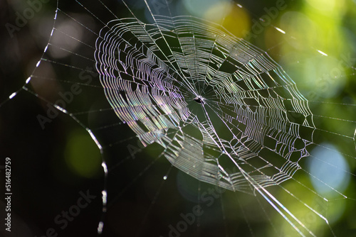 Spider in the middle of his web.
