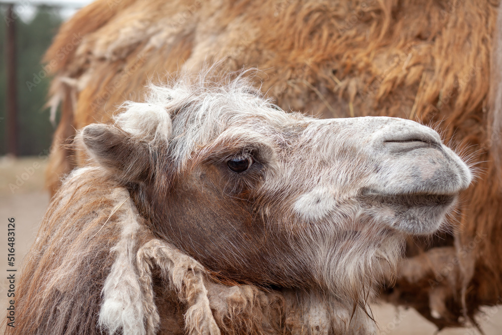 Fototapeta premium Big camel head close up. Camels at the animal farm or zoo.
