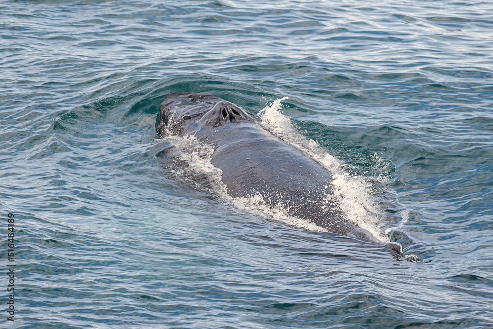 Fototapeta premium Humpback whale body out of water, with blowholes 