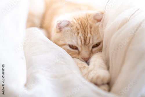 Fototapeta Naklejka Na Ścianę i Meble -  Little kitty sleeps in curtains on windowsill. Cute muzzle of pet lies on its paws.