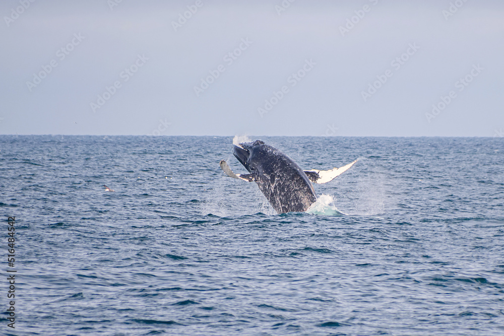 Fototapeta premium A humpback whale is jumping out of ocean water 