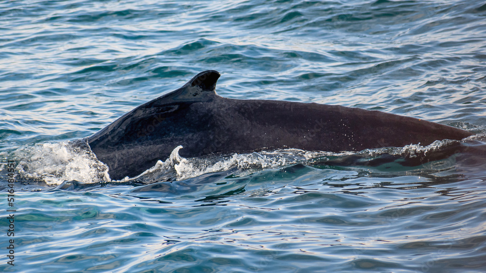 Obraz premium Humpback whale body out of water