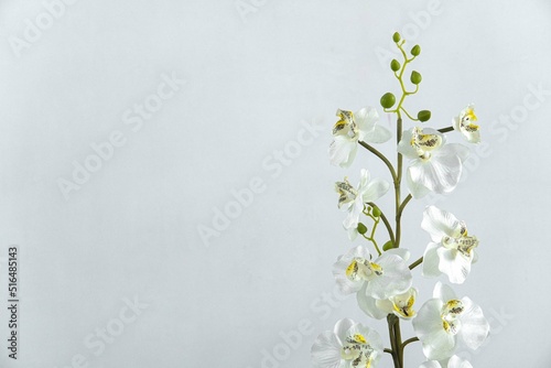 Stem with newly bloomed white flowers. Daisies flowers on a stem isolated on background. white. Shoots of white flowers. Flowers on a branch. white orchids.