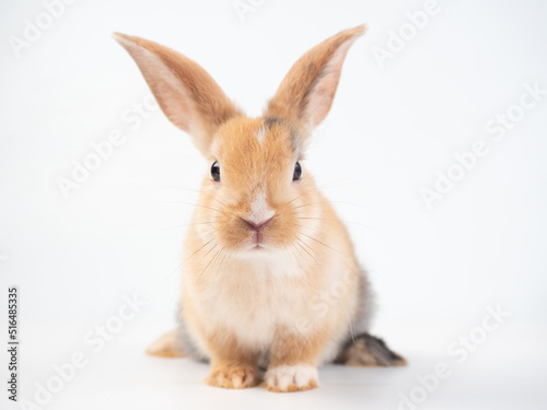 Front view of brown cute rabbit sitting on white background.