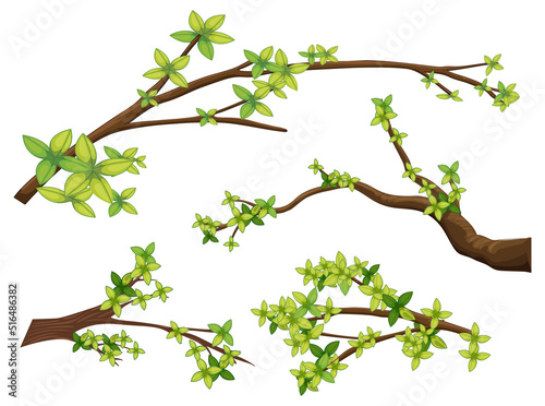 Set of different tree branches isolated