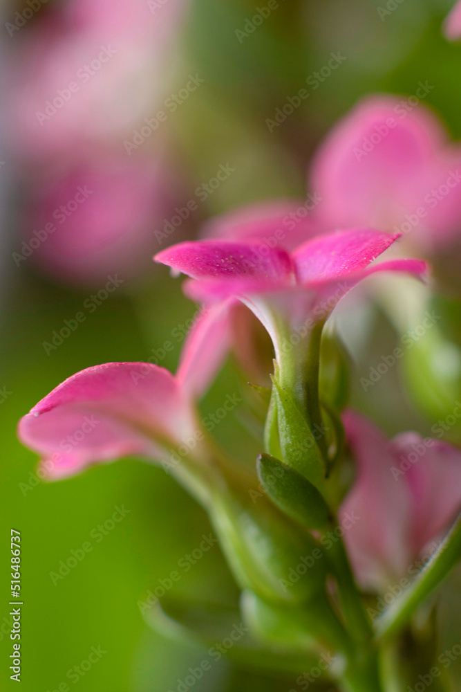 Pink flower, spring in the garden