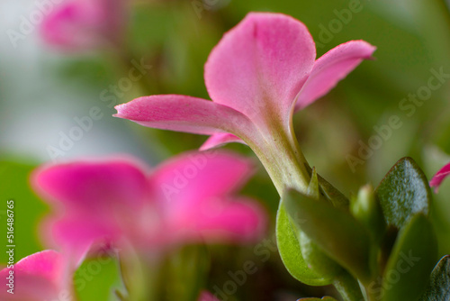 Pink garden flowers  spring