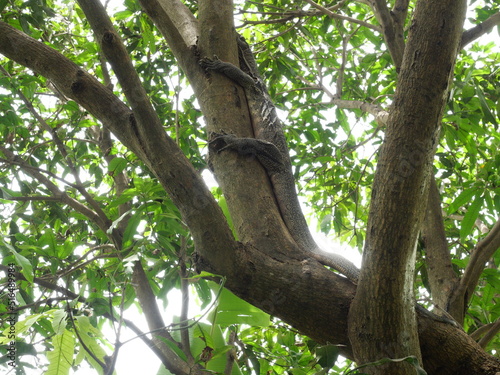 Asian water monitor or Varanus salvator on tree in forest, Yellow circle patterns and lines on the black skin of reptile in Thailand