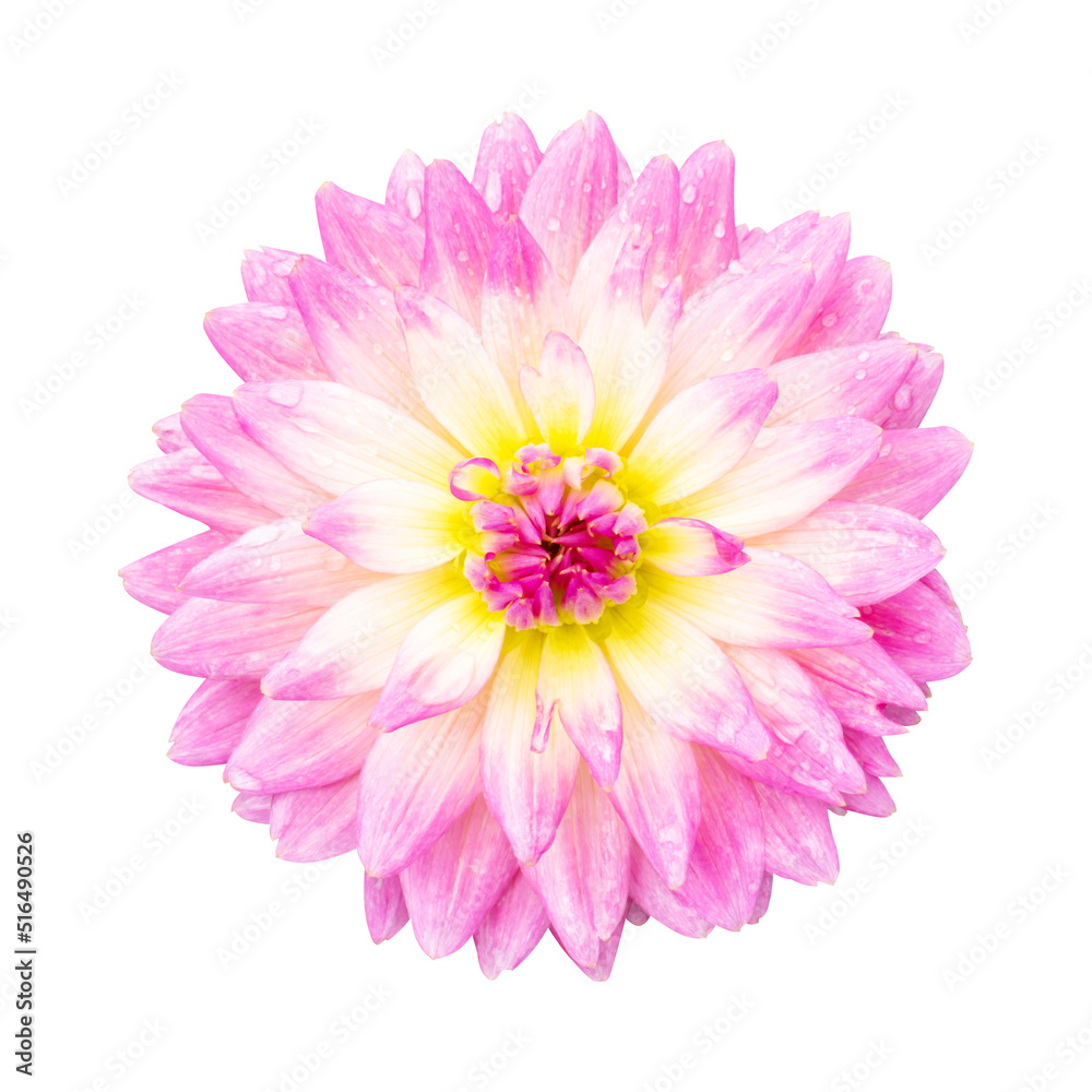 Single pink dahlia isolated on white background, Dahlia flower