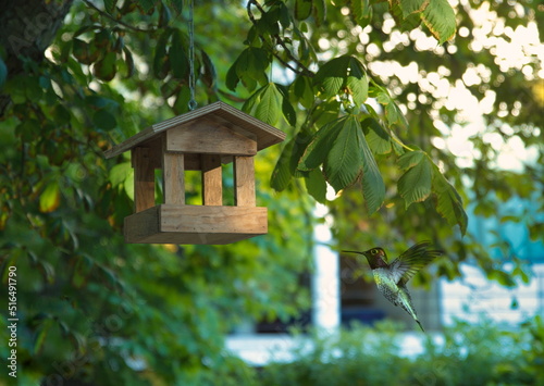 Feeders for birds in the city park colibri summer
